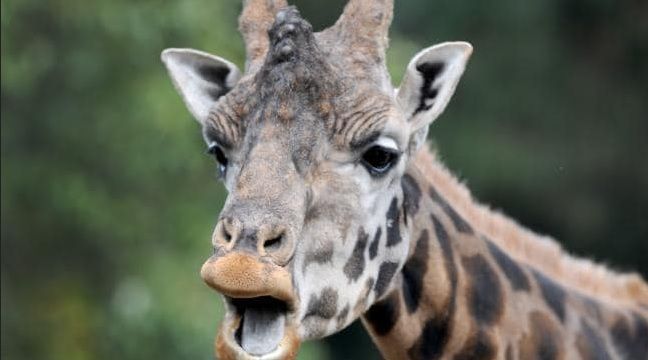 Doliu în lumea filmului! Cineast celebru, mort după ce a fost lovit de o girafă