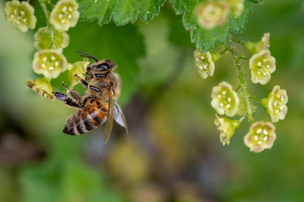 Lăptişorul de matcă, proprietăţi miraculoase pentru sănătate