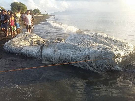 Monstrul marin păros i-a buimăcit pe localnici și experți. ”Arată ca de pe altă planetă”