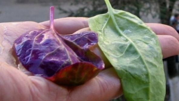 Planta care previne cancerul la colon şi întăreşte vasele de sânge