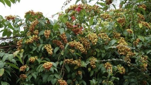 Planta miraculoasă care vindecă obezitatea