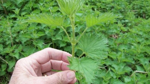 Planta tinereţii veşnice: vindecă, hrăneşte şi regenerează celulele