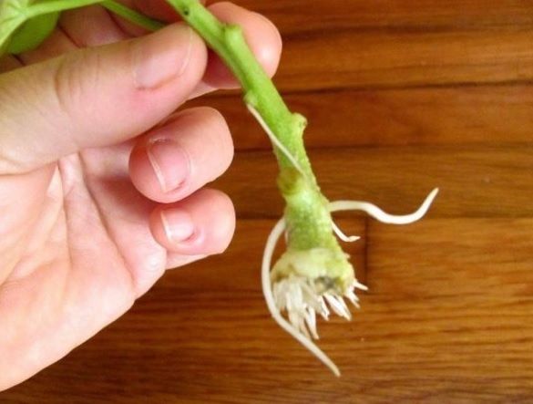 Cu ce stimulezi natural dezvoltarea rădăcinilor plantelor