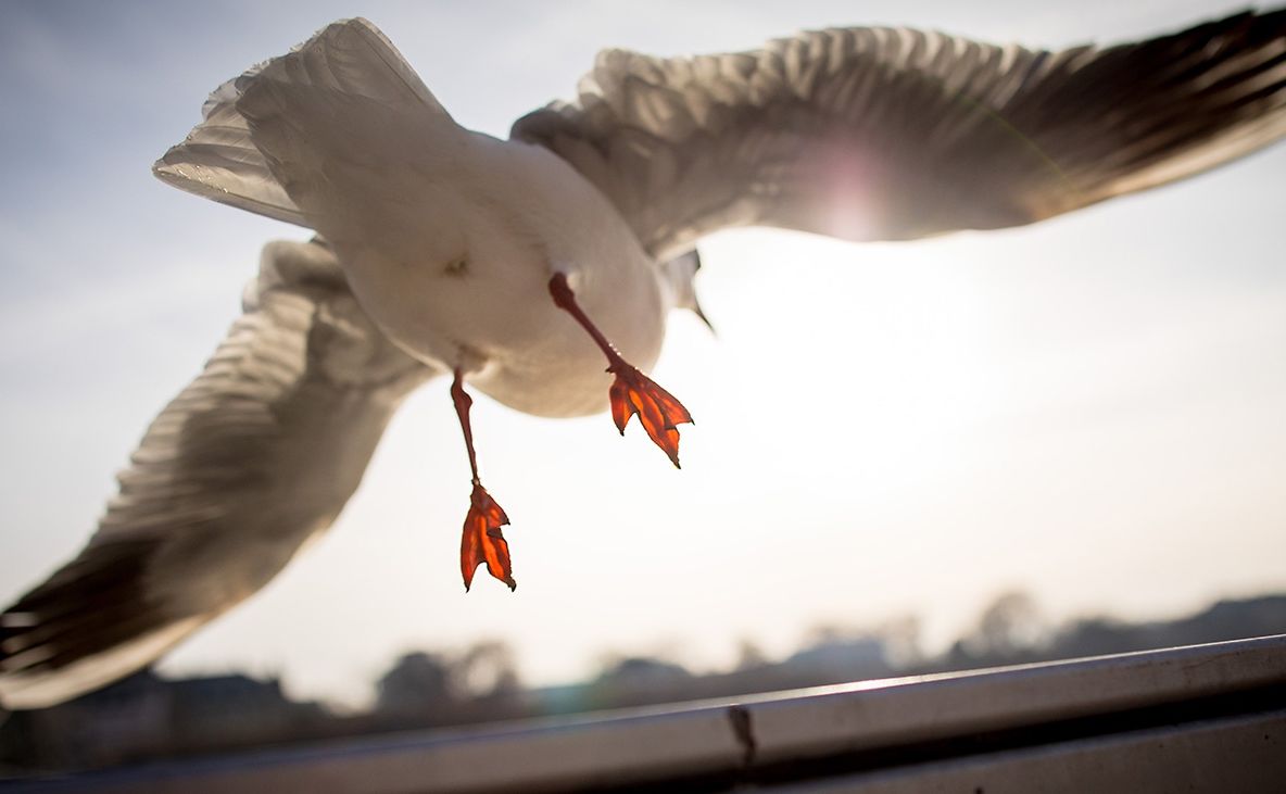 Primele păsări de pe Terra aveau ciocuri cu dinți