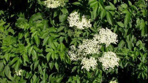 Ce se întâmplă în corp dacă consumi două pahare de vin în care ai pus câteva flori de soc