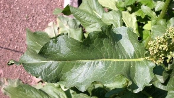 O plantă pe care lumea o dă la porci vindecă diabetul şi osteoporoza