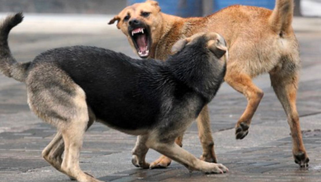 Șase copii uciși de câinii maidanezi. Panică în "orașul groazei"