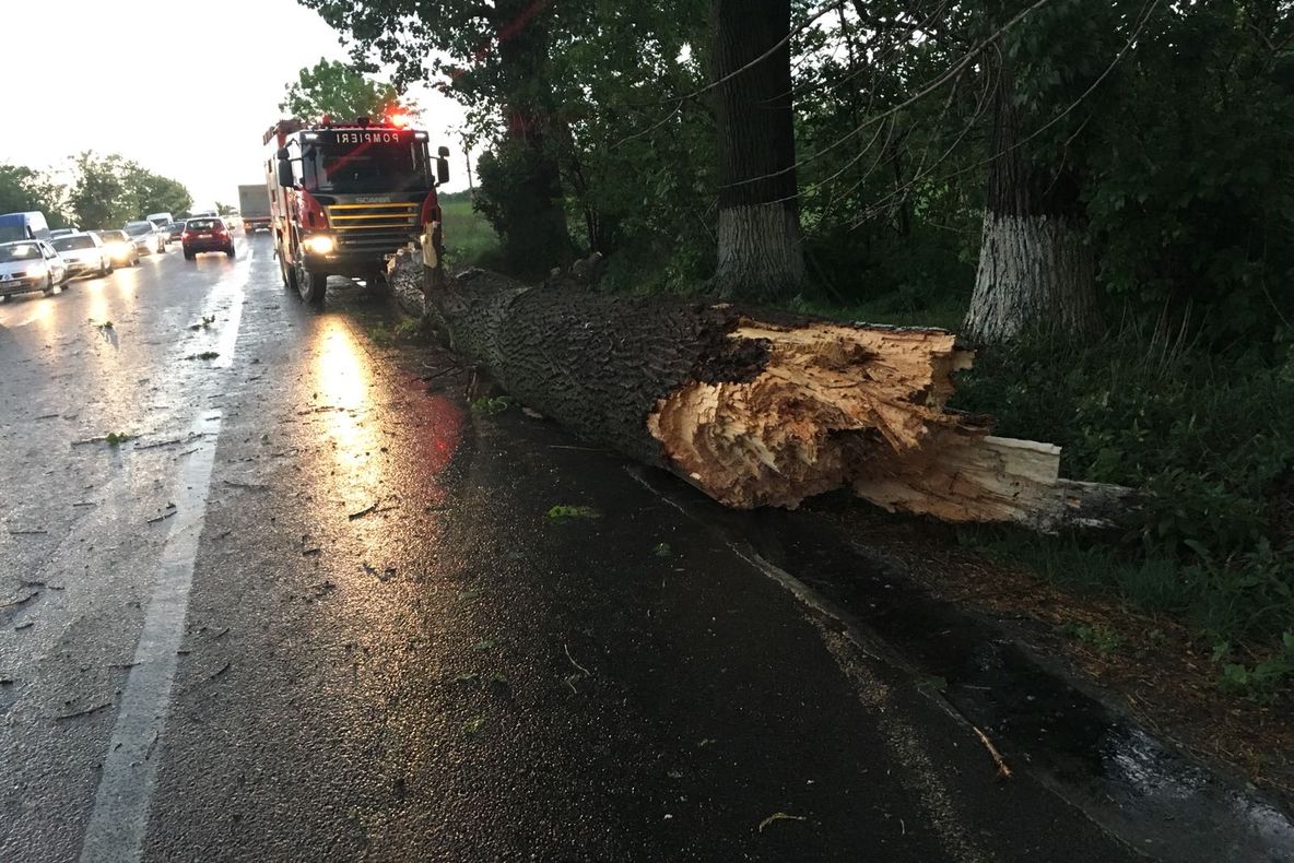 Efectele vijeliei. Copac doborât de vânt pe DN2. Traficul a fost blocat