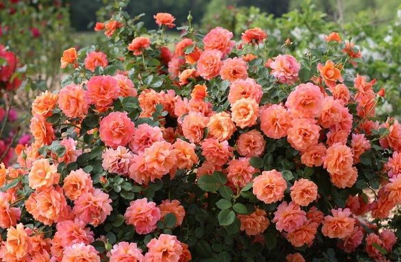 Cum să îngrijeşti corect trandafirul. Sfaturi pentru o înflorire bogată