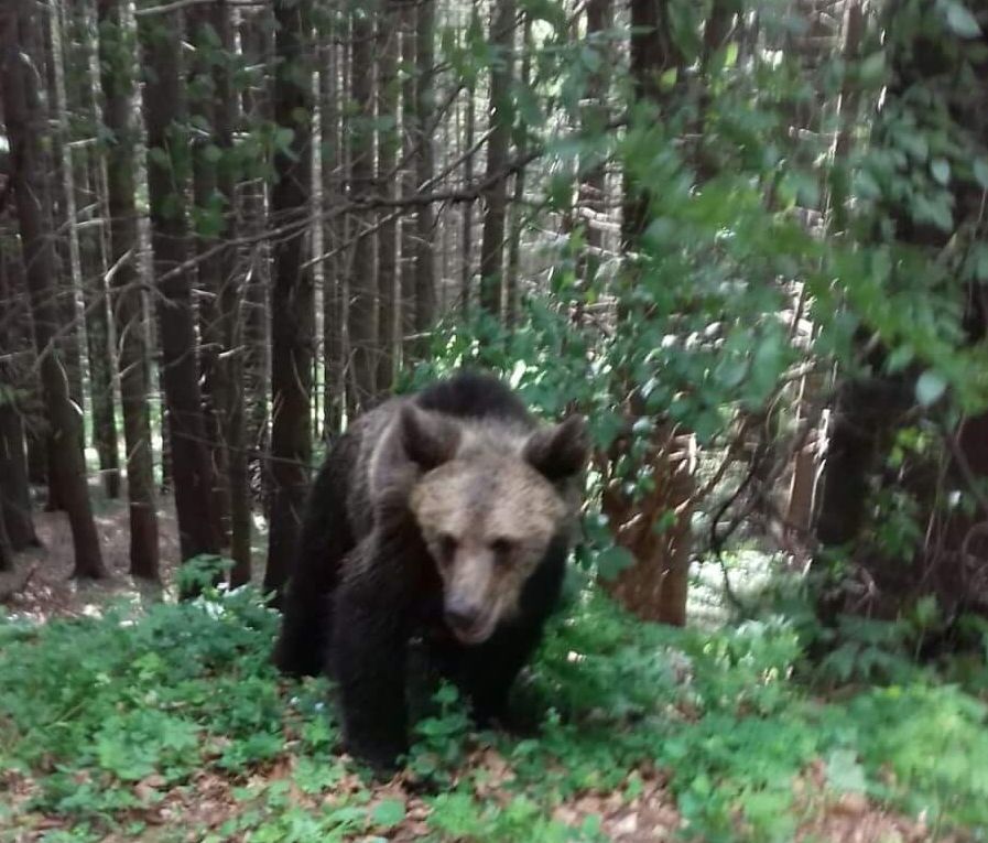 A vrut să-şi facă selfie cu un urs şi a ajuns la spital