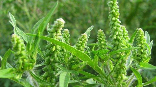 Cum arată ambrozia, planta care te poate îmbolnăvi fără să ştii. Este toxică
