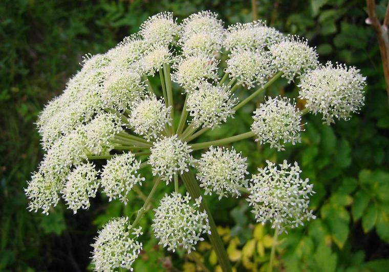 Această plantă ignorată de mulţi vindecă peste 80 de afecţiuni