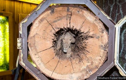 Au tăiat copacul, dar ce au găsit înăuntru le-a îngheţat sângele în vene! Cum a fost posibil