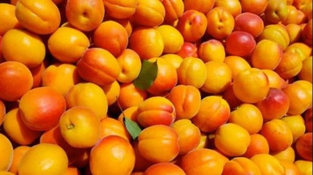 Rețetă CAISATĂ! Cum faci cea mai bună caisată cu țuică!