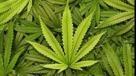 Primul medicament pe bază de canabis a fost autorizat. Ce va trata acesta 