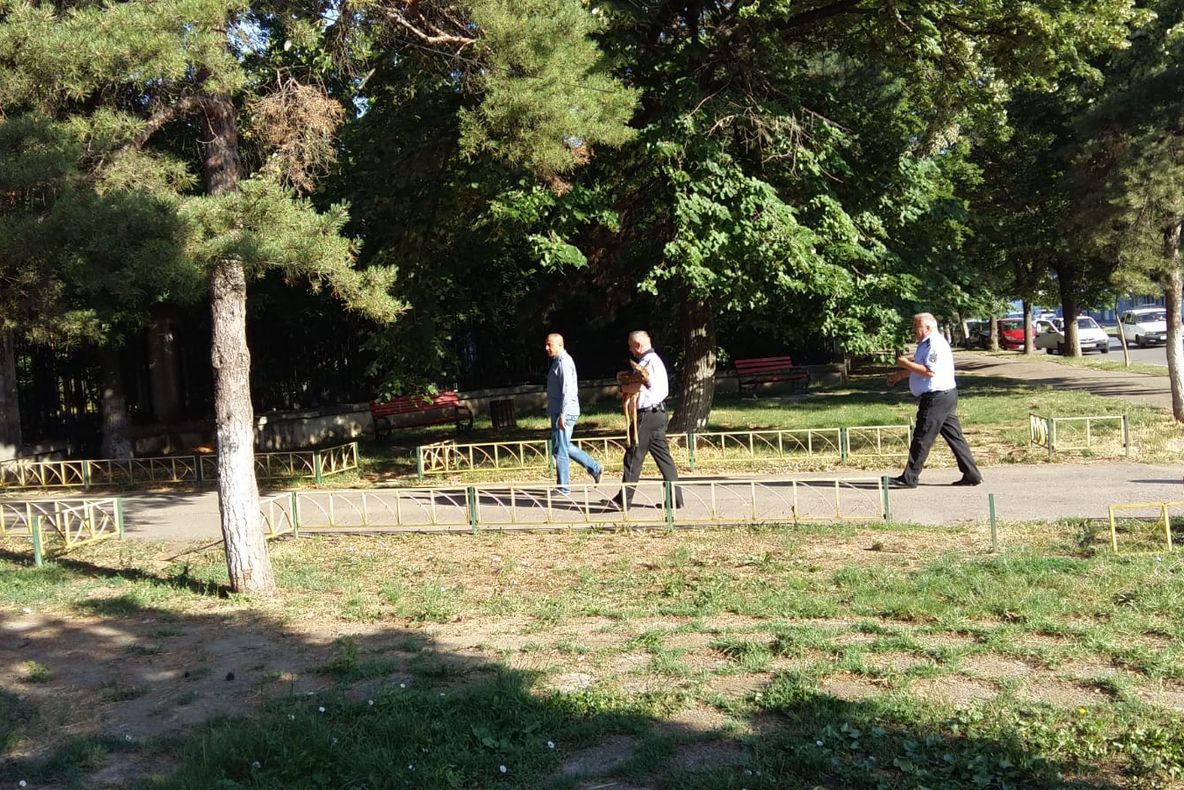 Apariție surprinzătoare pe o stradă din Buzău, căprioară salvată de politiști