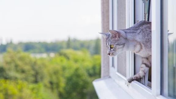 Ai animal de companie? Ţine fereastra închisă! Ce se poate întâmpla este extrem de grav 