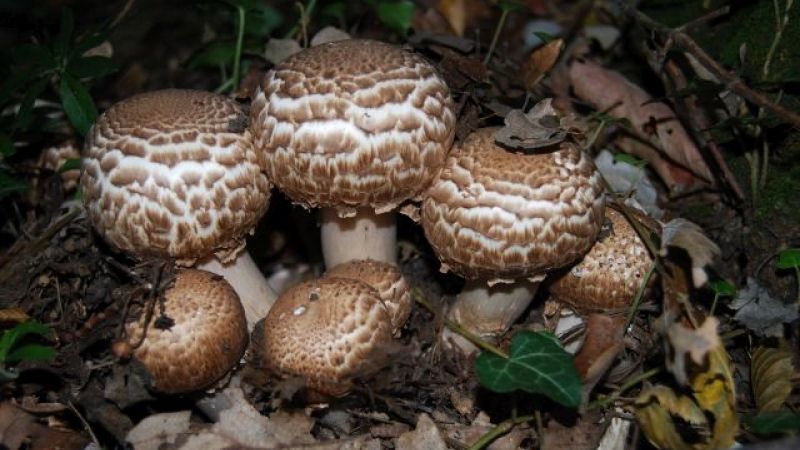 Copii intoxicaţi după ce au fost la cules de ciuperci