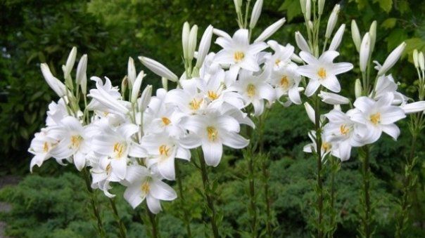 De ce să eviți să stai prea mult împreajma crinilor? 