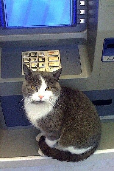 De ce te întreabă Ministerul de Interne dacă ţi-ai îmbrăţişat pisica? 