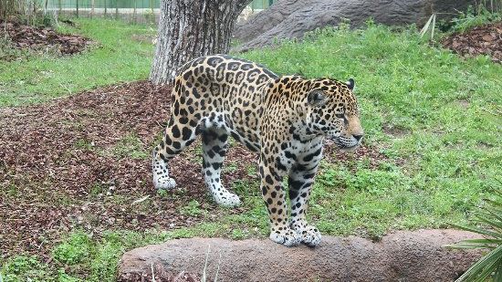 Alarmă falsă la zoo din Germania. Animalele evadate erau, de fapt, în cuşca lor, speriate de furtună