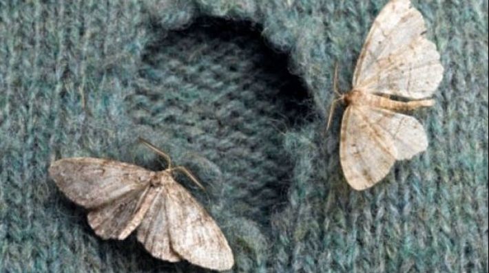 Metode eficiente prin care poţi scapa de molii. Nu se vor mai întoarce la tine acasă