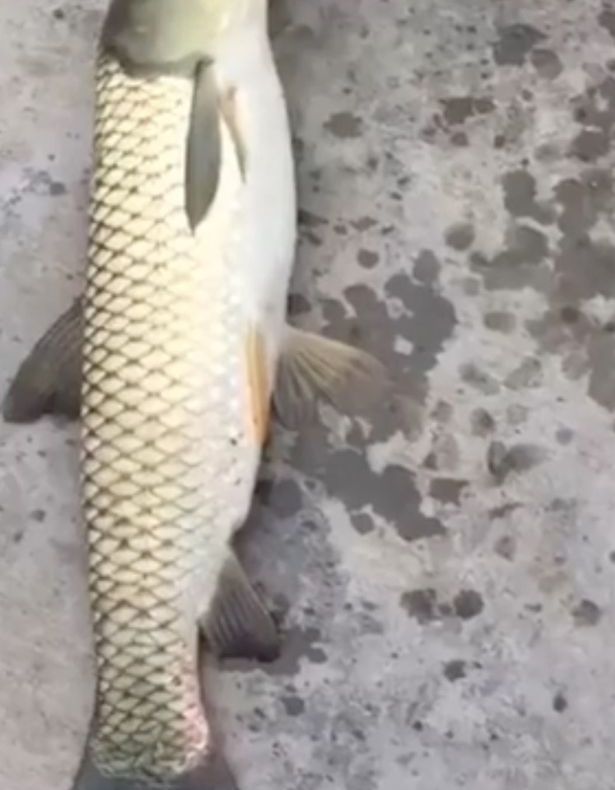 A prins un peşte şi s-a îngrozit! Cum arăta creatura ciudată