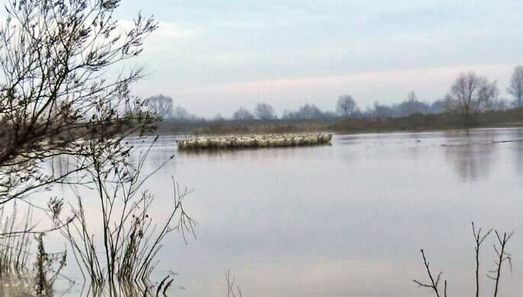 Ciobani și sute de oi, captivi în mijlocul apelor