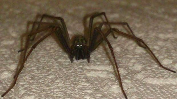 De ce nu este bine să omori păianjenii
