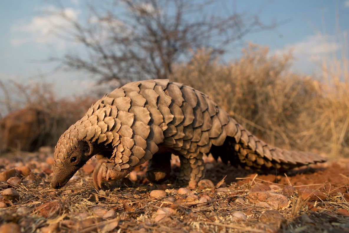 Ce este pangolinul și de ce arată așa? 