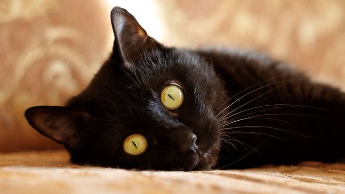 Ce ghinioane ai în viață în funcție de zodie