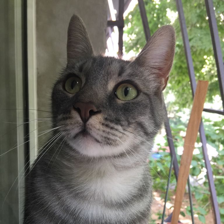 De ce pisicile se plimbă printre picioarele oamenilor: tu ştii răspunsul?