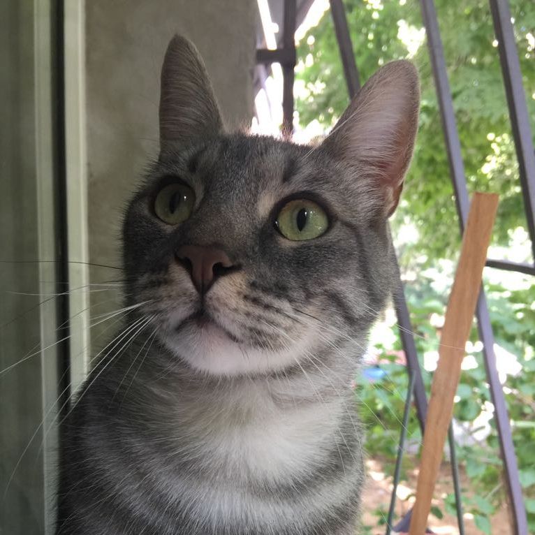 De ce se plimbă pisicile printre picioarele oamenilor? Răspunsul te va şoca