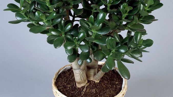 Planta banilor. Unde s-o aşezi în casă pentru a atrage belşugul