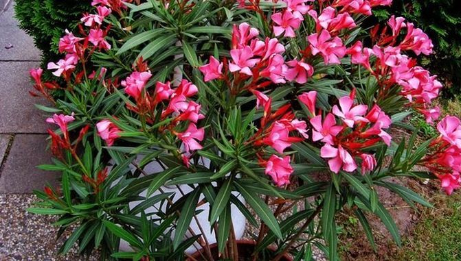 Plantele care cresc în România şi care te pot omorî rapid