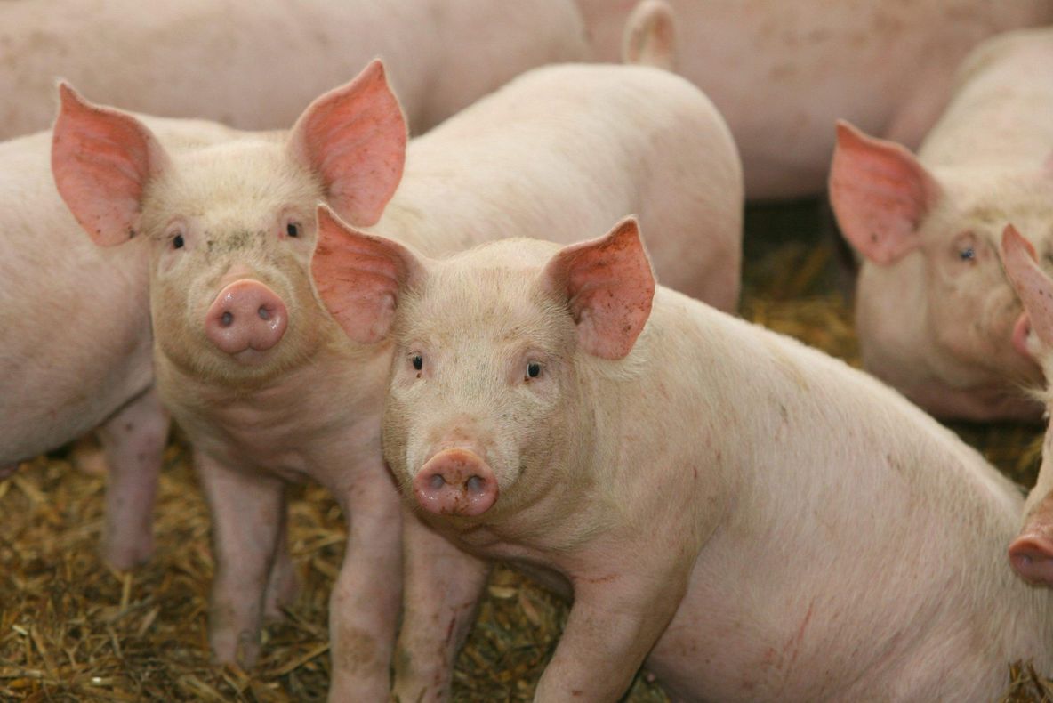 Alertă: Pesta porcină, confirmată pe teritoriul României