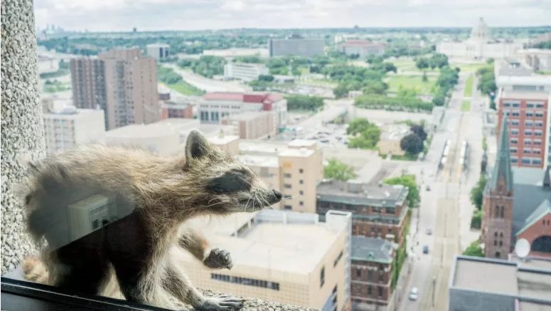 Un raton care s-a cățărat pe un zgârie-nori ține Internetul cu sufletul la gură 