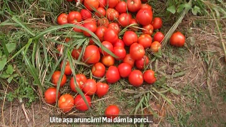 "Vindem roşiile cu 20 de bani kilogramul" - Drama producătorilor din Dolj şi Olt