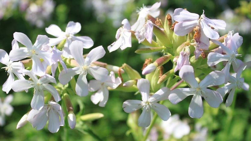 Toată lumea o calcă în picioare, dar această plantă îţi curăţă organismul de impurităţi