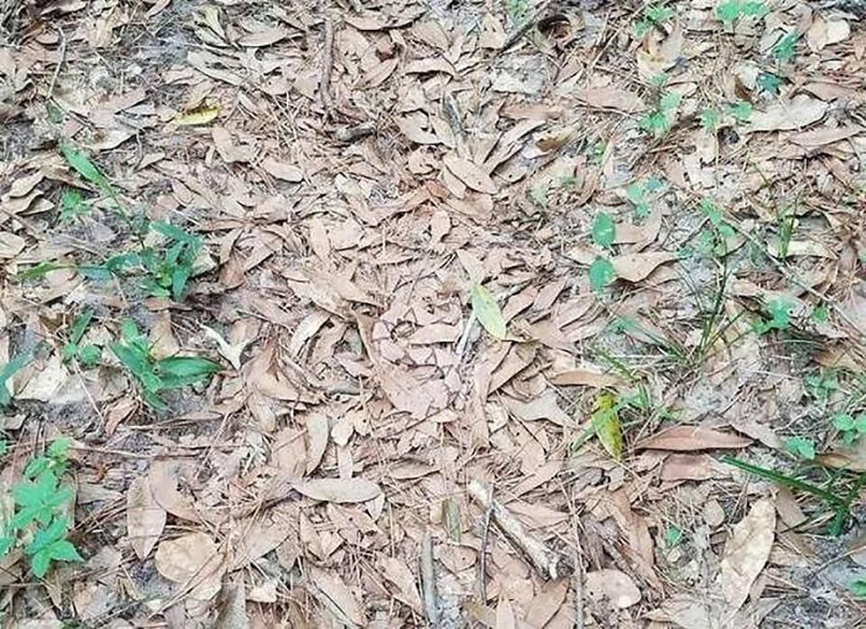 Test de vedere! Cât de repede puteți găsi șarpele în imaginea atașată 