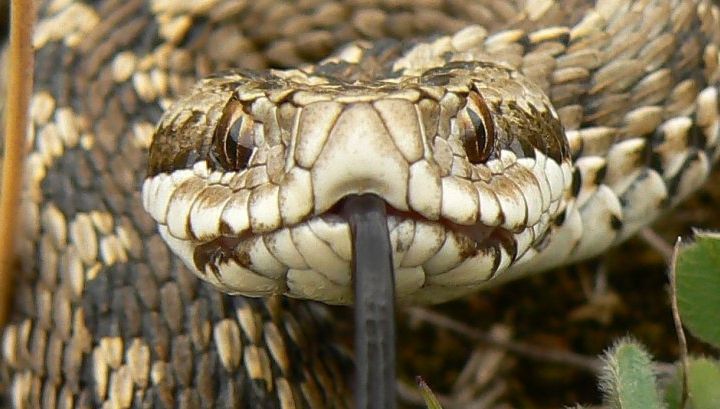 Panică într-un oraș din țară care este invadat de șerpi