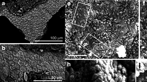 A fost descoperită cea mai veche mătreaţă. Are 125 de milioane de ani şi a aparţinut unui dinozaur