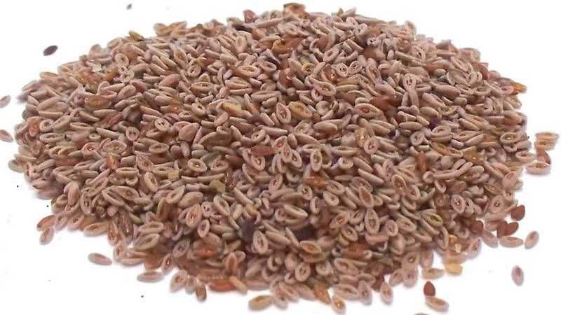 Adevărul despre seminţele de psyllium: Cum trebuie consumate