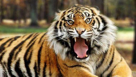 Doi tigri și un jaguar au fost prinși după ce au scăpat de la o grădină zoologică