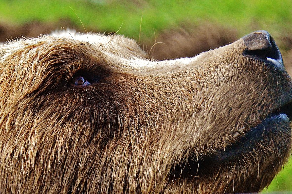 Rar vezi așa ceva. Ce-a făcut un urs într-o zonă frecventată de turiști