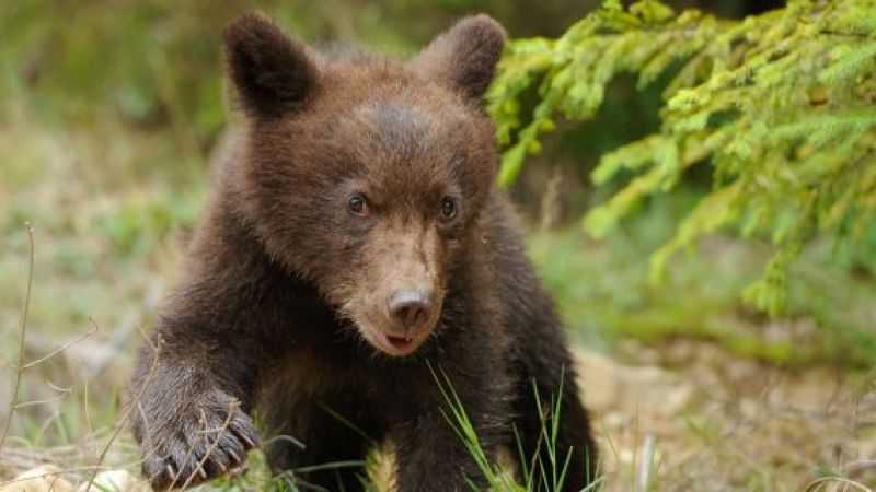 ATENŢIE! Nu hraniţi animale sălbatice! Un ursuleţ se apropie de oameni pentru a primi mâncare