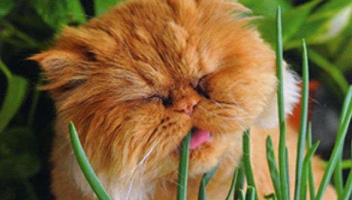 Ce alimente NU are voie să consume pisica ta