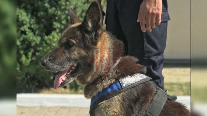 După zeci de misiuni grele, a ieşit la pensie. Un câine jandarm din Iaşi îşi caută stăpân