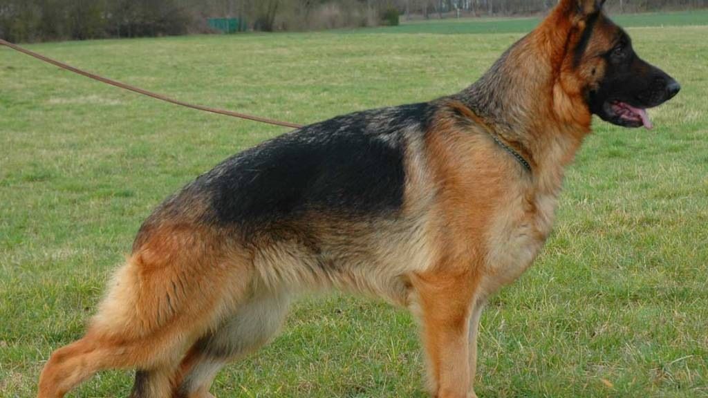 Elveţia încalţă câinii poliţişti