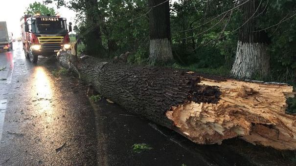 DEZASTRU după furtună. Zeci de copaci smulşi de vijelie într-o localitate din Vâlcea